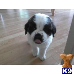 Saint Bernard Puppies in CO